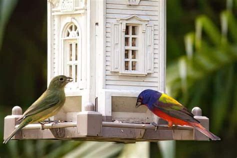 Facts About Painted Buntings With Photos Bird Feeder Hub