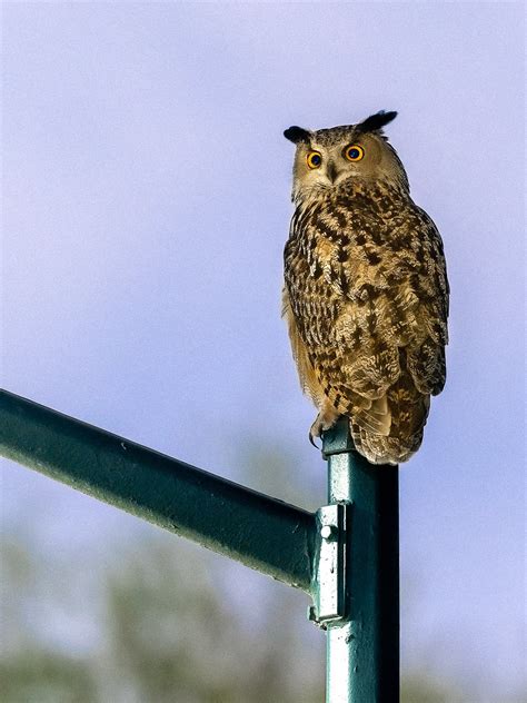 David Lei On Twitter Flaco The Escaped Eurasian Eagle Owl Perched