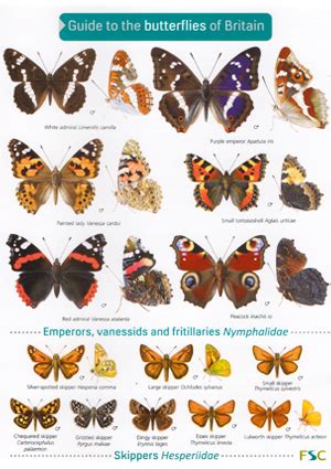 British Butterfly Identification Chart