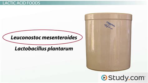 Lactic Acid Fermentation in Food | Overview, Bacteria & Products ...