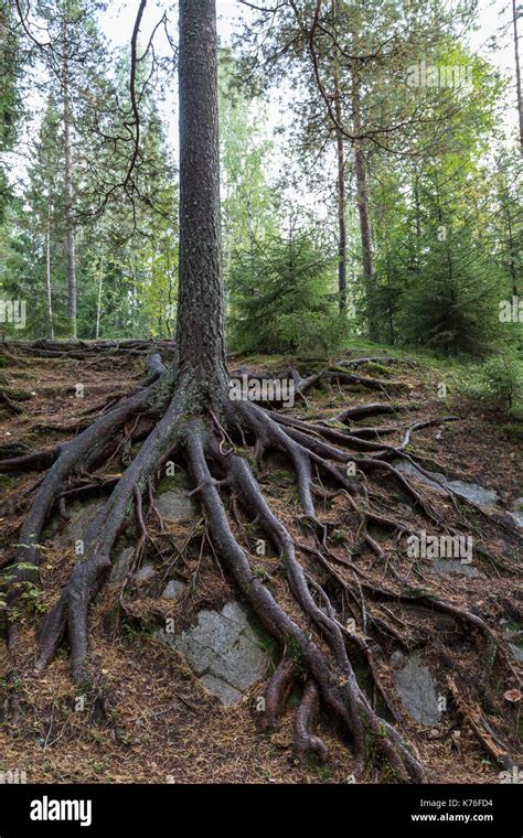 Pine tree roots hi-res stock photography and images - Alamy