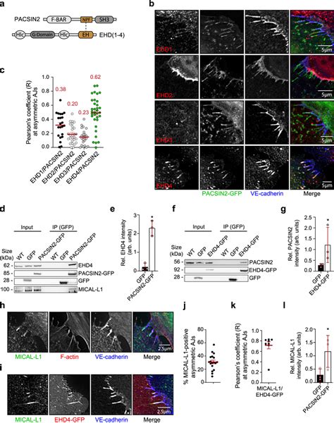 Pacsin Ehd And Mical L Interact At Asymmetric Ajs A A Schematic