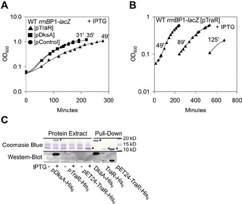 TraR Inhibits Growth And Is Expressed Less Than DksA A B TraR