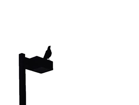 Perched Bird Silhouette at GetDrawings | Free download