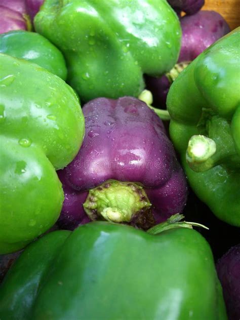 Pepper Frame Stock Image Image Of Heat Chili Borders