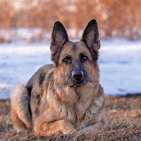 German Shepherd Dog 1024 X 1024 Ipad Wallpaper