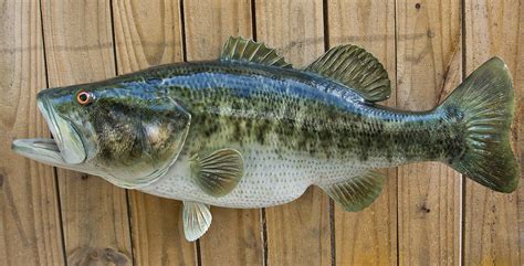 Largemouth Bass 26 Inches Full Mount Fiberglass Fish Replica The Fish