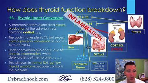 Natural Support For Hashimotos And Low Thyroid Conditions Dr Brad