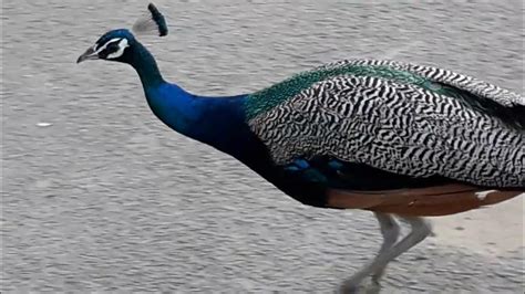 Peacocks Have A Top Running Speed Of 16 Kmph Subscribe Youtube