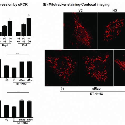 Inhibition Of MTOR Improved The Mitochondrial Damage Under HG