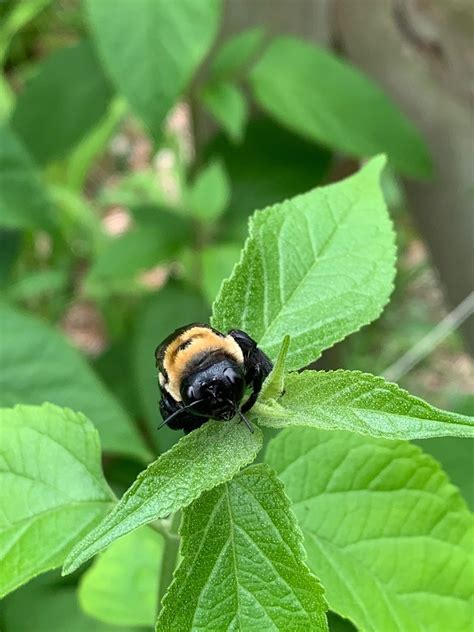 Great Florida Pollinator Census Pollinator Count With Extension 3740