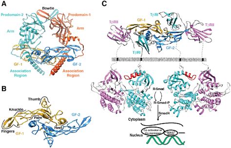 Figure 1 from Structure guided engineering of TGF βs for the