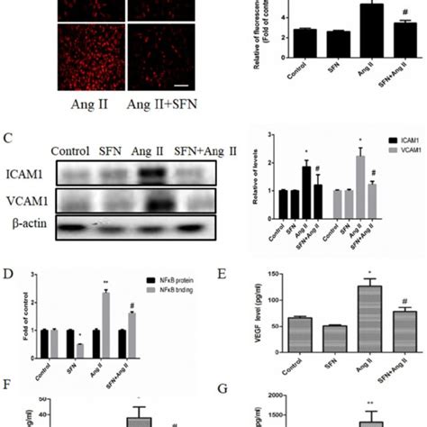 The Preventive Effects Of SFN On Ang II Stimulated HVSMC Migration A