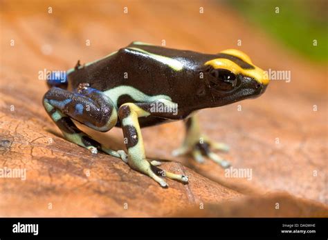 Dyeing Poison Arrow Frog Dyeing Poison Frog Dyeing Dart Frog Poison