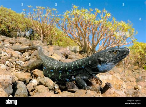 Western Canaries Lizard Gallotia Galloti Canary Island Lizards