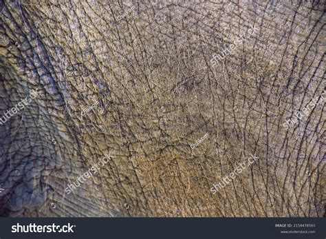 Close African Elephants Skin Texture Stock Photo 2159478593 Shutterstock