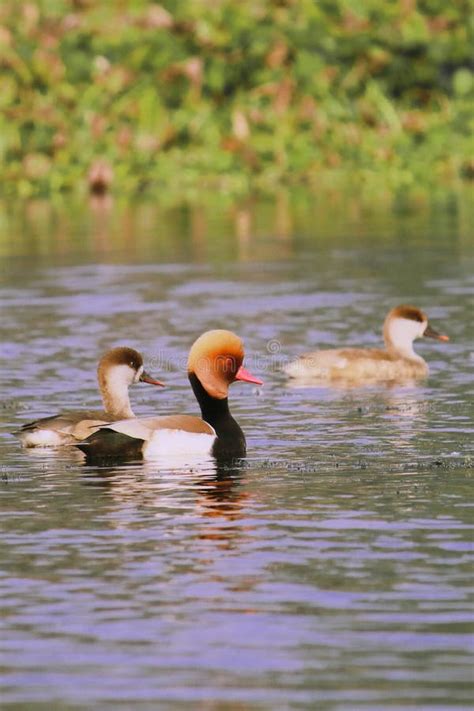 A Flock Of Red Crested Pochard Swimming In The Chupi Lake Or Chupir