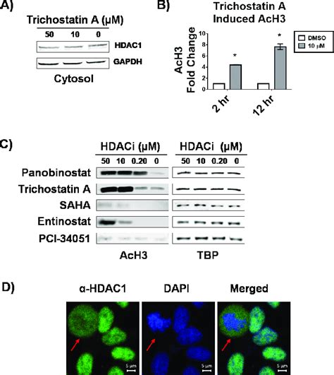 hdac  equilibration induced  hdaci  subsequent  histone