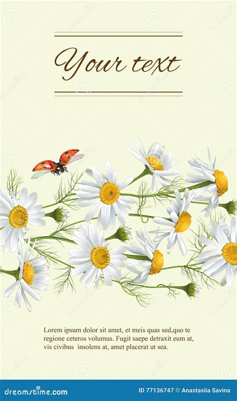 Chamomile Flowers Banner Stock Vector Illustration Of Healing 77136747