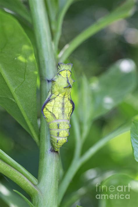 Pipevine Swallowtail Chrysalis Photograph by Megan McCarty - Fine Art America