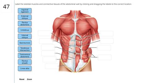 Solved Label The Skeletal Muscles And Connective Tissues Of Chegg