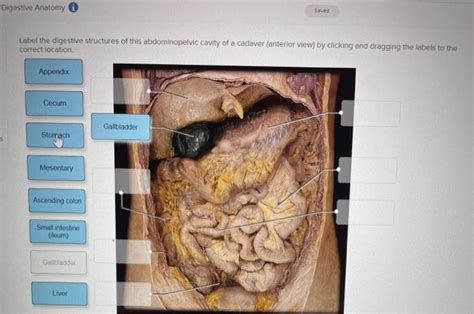 Solved Digestive Anatomy Saved Label The Digestive Chegg