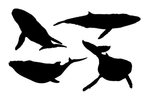 Free Vector | Hand drawn whale silhouette