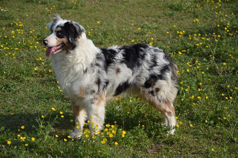 Fotos gratis : perro, vertebrado, atención, raza canina, Perro joven ...
