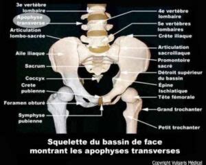 Apophyses Transverses Situation Anatomie Photo Et Illustration