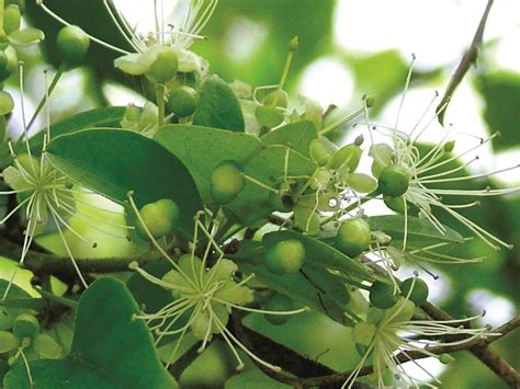 Capparis Sepiaria