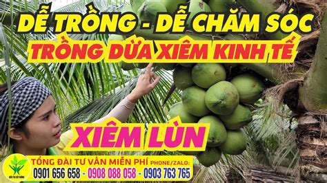 Chi Tiết 67 Về Mô Hình Trồng Dừa ở Miền Bắc Mới Nhất Beamnglife