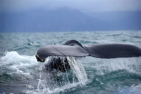 Observation Des Baleines En Islande Quand Et O Les Voir