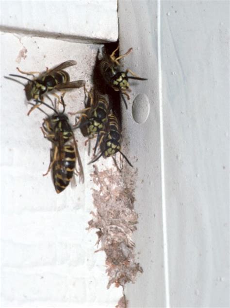 Be On The Alert For Wasp Nests The Drummer And The Wright County Journal Press