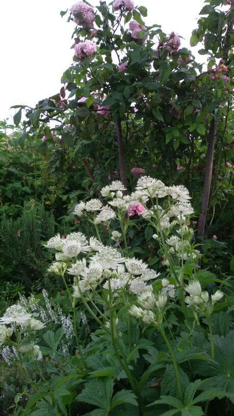 White And Pink Flowers In The Middle Of A Garden