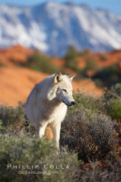 Gray Wolf Canis Lupus Natural History Photography