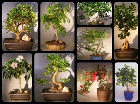 good tree for bonsai 10