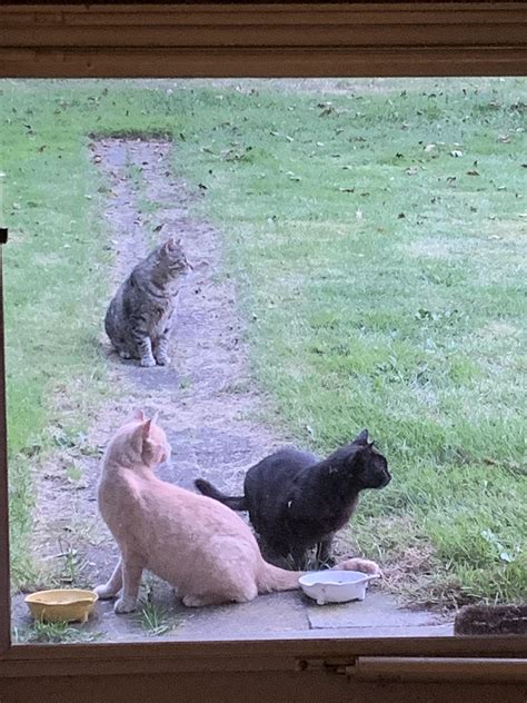 Question about feeding neighborhood ferals : r/Feral_Cats