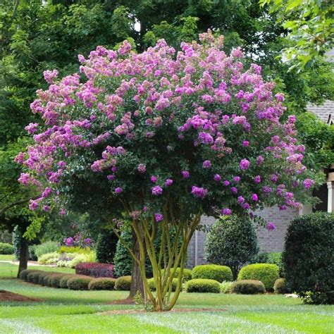 Natchez Crepe Myrtle | LA Landscape Supply