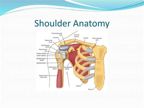 SOLUTION Frozen Shoulder And Rotator Cuff Tear Studypool