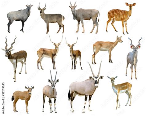 antelope collection isolated Stock Photo | Adobe Stock