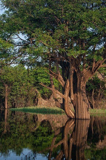 46 Sights Of The Amazon Rainforest To Make You Go Ooh Amazon