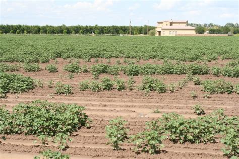 Limiting The Spread Of Fusarium Wilt Race 4 A New Disease Of Cotton In Texas Texas Row Crops