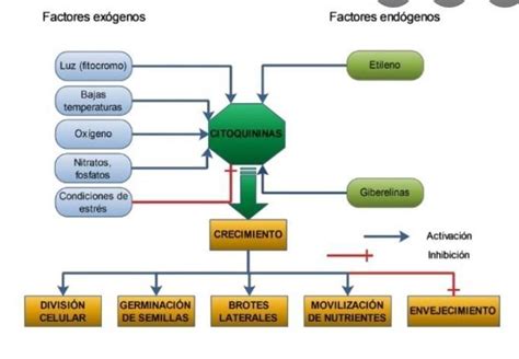 Ay Denme Tengo Que Hacer Un Mapa Mental Y Estoy Muy Ocupado Tengo Que