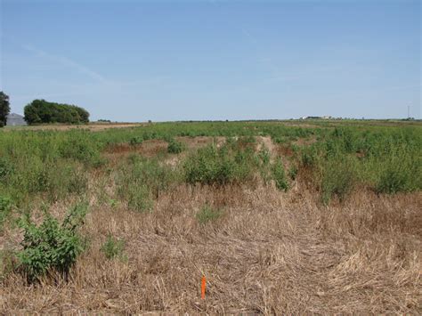 Wheat Farmers Now Contending With Weeds Left After Harvest