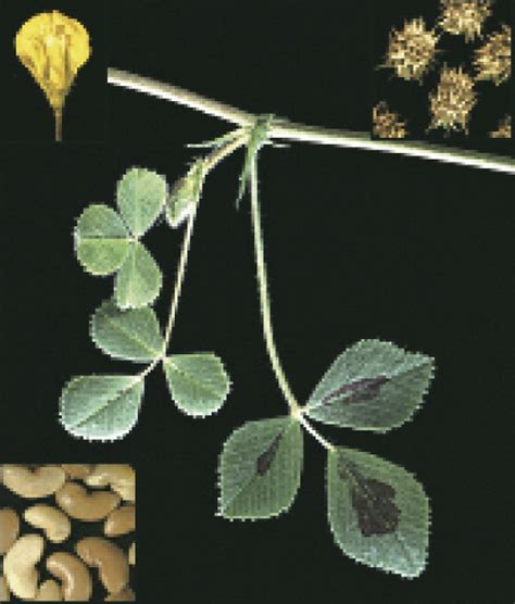 Medicago Truncatula Current Biology