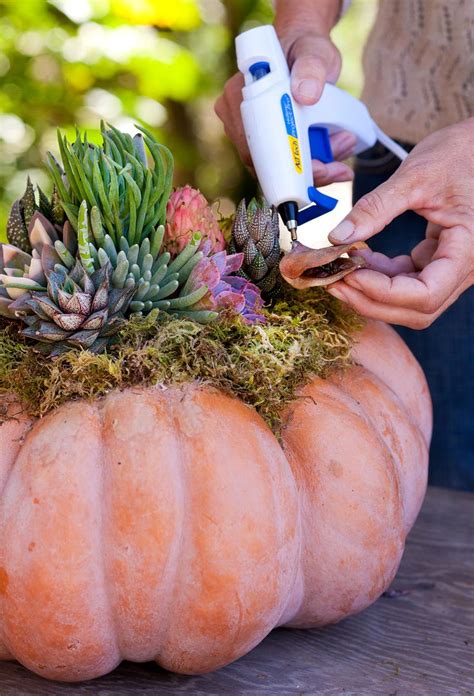 How To Make A Pumpkin Succulent Centerpiece Succulent Centerpieces