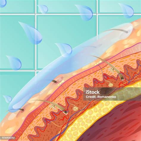 인체 피부의 해부학 및 구조 피부에 대한 스톡 벡터 아트 및 기타 이미지 피부 단면도 부드러움 Istock
