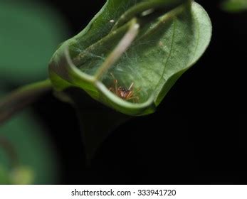 Myrmarachne Plataleoides Kerengga Antlike Jumper Mom Stock Photo