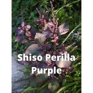 Jual Benih Bibit Shiso Perilla Purple Merah Haira Seed Shopee Indonesia