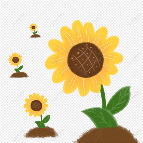 Hand Painted Sunflower Sunflower Vector Sunflower Yellow Paint PNG